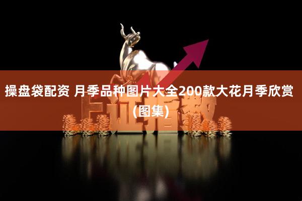 操盘袋配资 月季品种图片大全200款大花月季欣赏 (图集)